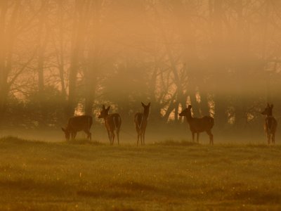 JPG 2CS Deer Mist DSC_6235.jpg
