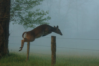 JPG 3CS Leaping Into The Mist DSC_7379.jpg