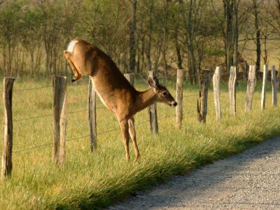JPG CCS 2Jumping Buck DSC_7492.jpg