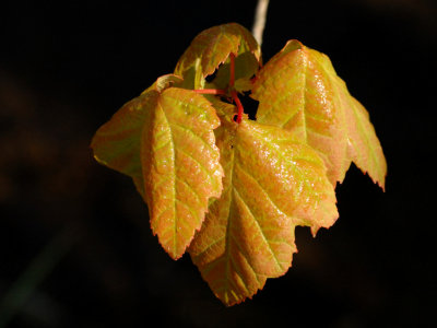 JPG CS 1 Wet Spring Leaves DSC_7589.jpg