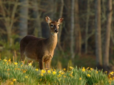 JPG CbS Daffodil Doe DSC_6002.jpg