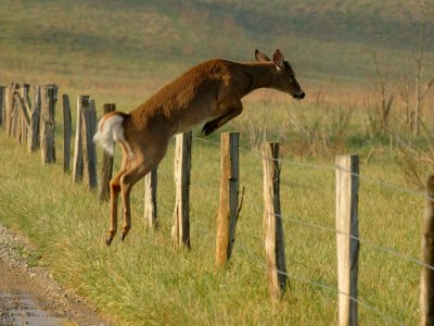 JPG CCCS 2Buck Jump DSC_7498.jpg