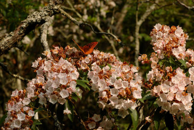 JPG 2CS Laurel Butterfly DSC_9189.jpg