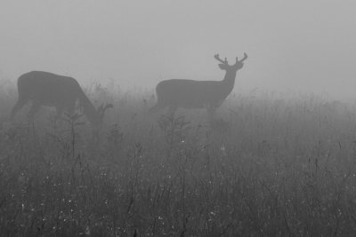 JPG CSBW Two Bucks P6107467.jpg