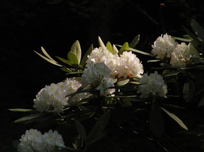 JPG CS Rhododendron Blossoms P6247769.jpg