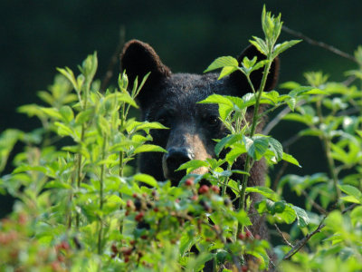 Bears