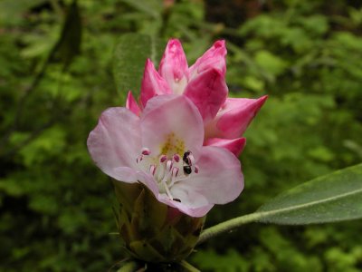 JPG CS Rhododendron Bugs P7017912.jpg