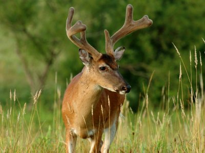 JPG CS 1Buck DSC_0844.jpg