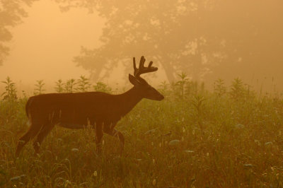 JPG CS Golden Fog DSC_1463.jpg