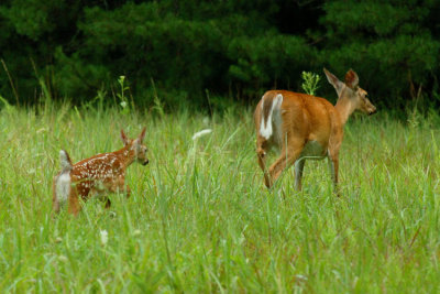 JPG CS 1aFawn DSC_1923.jpg