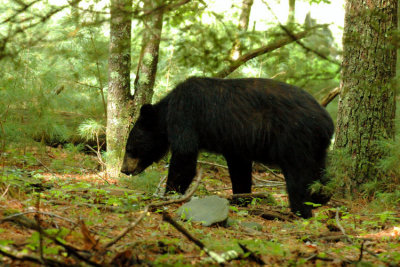 JPG CbS 2aBear DSC_1966.jpg