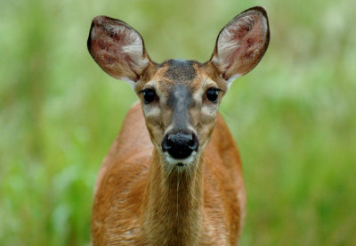 JPG CS 2Doe DSC_1889.jpg