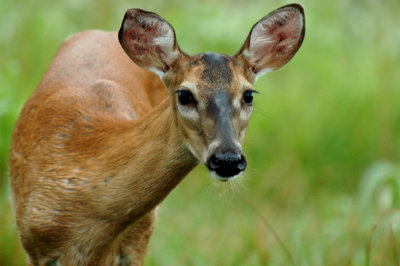 JPG CS 1Doe DSC_1888.jpg