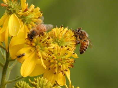 JPG CS Bees P8058381.jpg