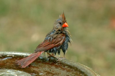 At The Birdbath