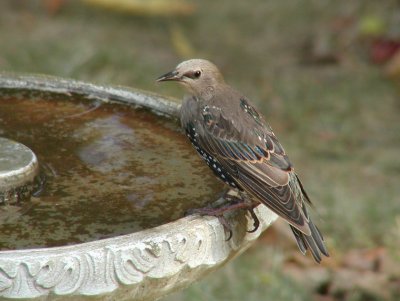 JPG CS 2European Starling P8258741.jpg