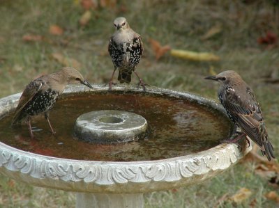 JPG CS Three Starlings P8258743.jpg