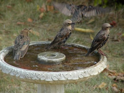 JPG CS Four Starlings P8258749.jpg