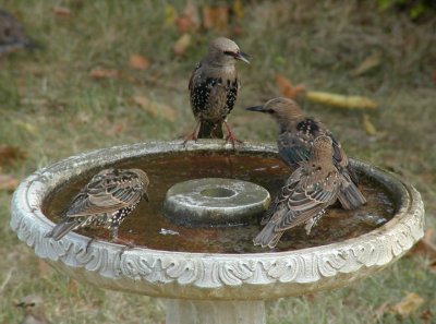 JPG CS 2Four Starlings P8258752.jpg