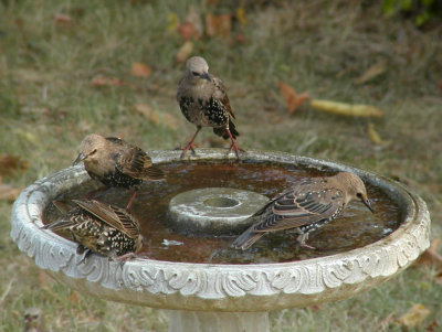 JPG CS 1Four Starlings P8258753.jpg