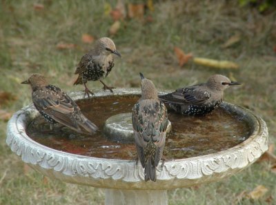 JPG CS 2Four Starlings P8258755.jpg