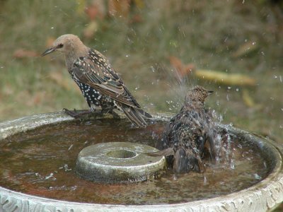 JPG CS 1Starling Splash P8258763.jpg