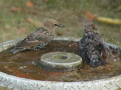 JPG CS 2Starling Splash P8258767.jpg