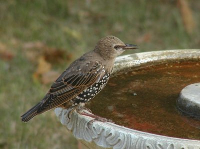 JPG CS Starling P8258700.jpg
