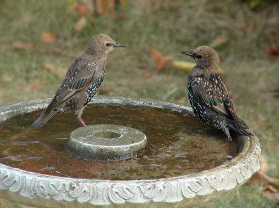 JPG CS Two Starlings P8258773.jpg