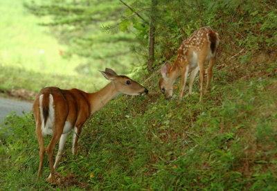 JPG CC2aS aDoe Fawn DSC_3334.jpg