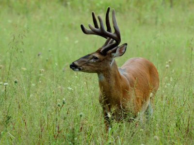 JPG CaS 2Buck DSC_3222.jpg