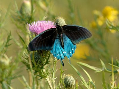 JPG CaS 1Dark Swallowtail DSC_3709.jpg