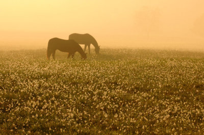 Horses