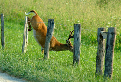 JPG CS 2323 Jumper DSC_2323.jpg