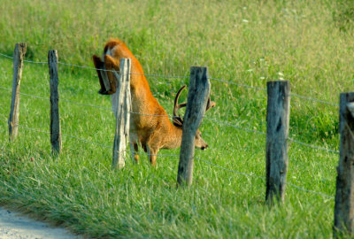JPG CS 2327 Jumper DSC_2327.jpg