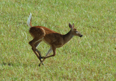 JPG CS 4306 Fawn On The Run DSC_4306.jpg