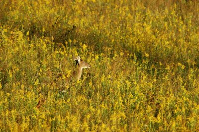 JPG CaS Doe of the Golden Field DSC_4756.jpg