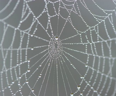 WaterDroplet Web