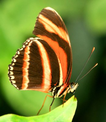 Banded-Orange.jpg