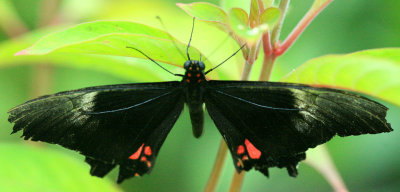 Ruby-Spotted-Swallowtail.jpg
