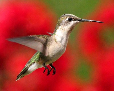 Hummingbird3.jpg