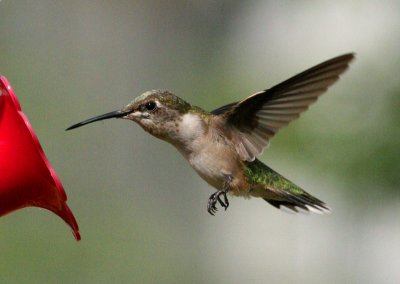 Hummingbird4.jpg