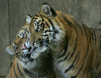 Tiger-Love.jpg