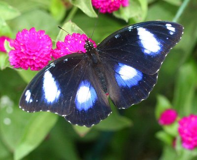 Australian Blue Moon aka Eggfly