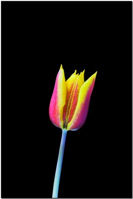 Single tulip.jpg