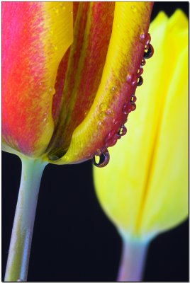 Tulip drops.jpg