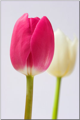 Purple tulips.jpg