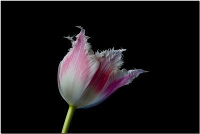 Pink Tulip.jpg