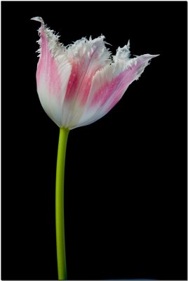 Portrait of a tulip.jpg