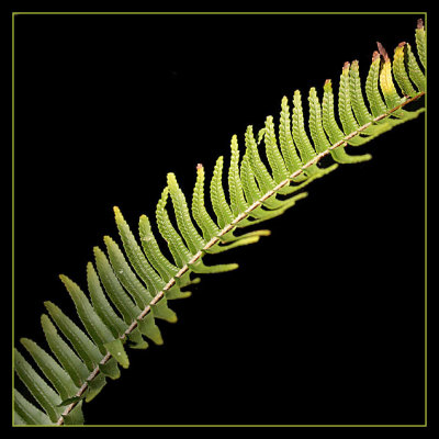 I'm fond of this frond...